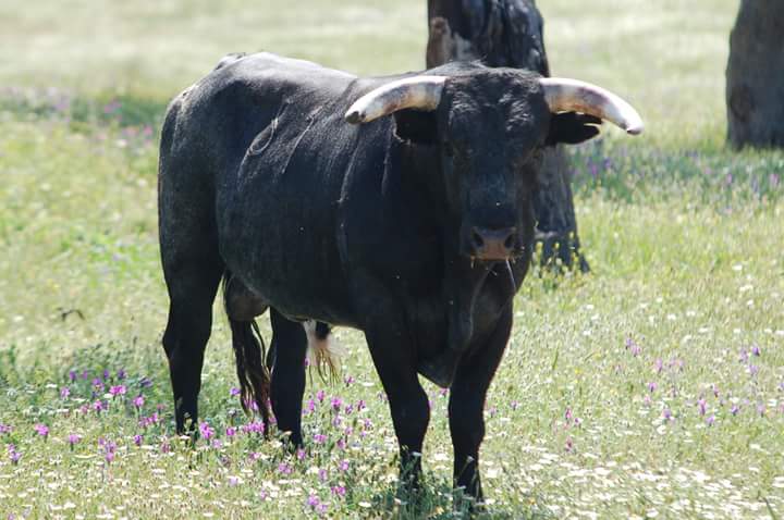 TorosCella's tweet photo. 🐂 Mañana domingo, 2ª del Examen Hacia el Triunfo. Novillos de El Quintanar, Miura y Daniel Ramos, para Sebastián Fernández, @adriensalenc y @jisiegas.
🎫 Entradas en taquilla y 📞 682 610 898. https://t.co/uHh71MeAvr