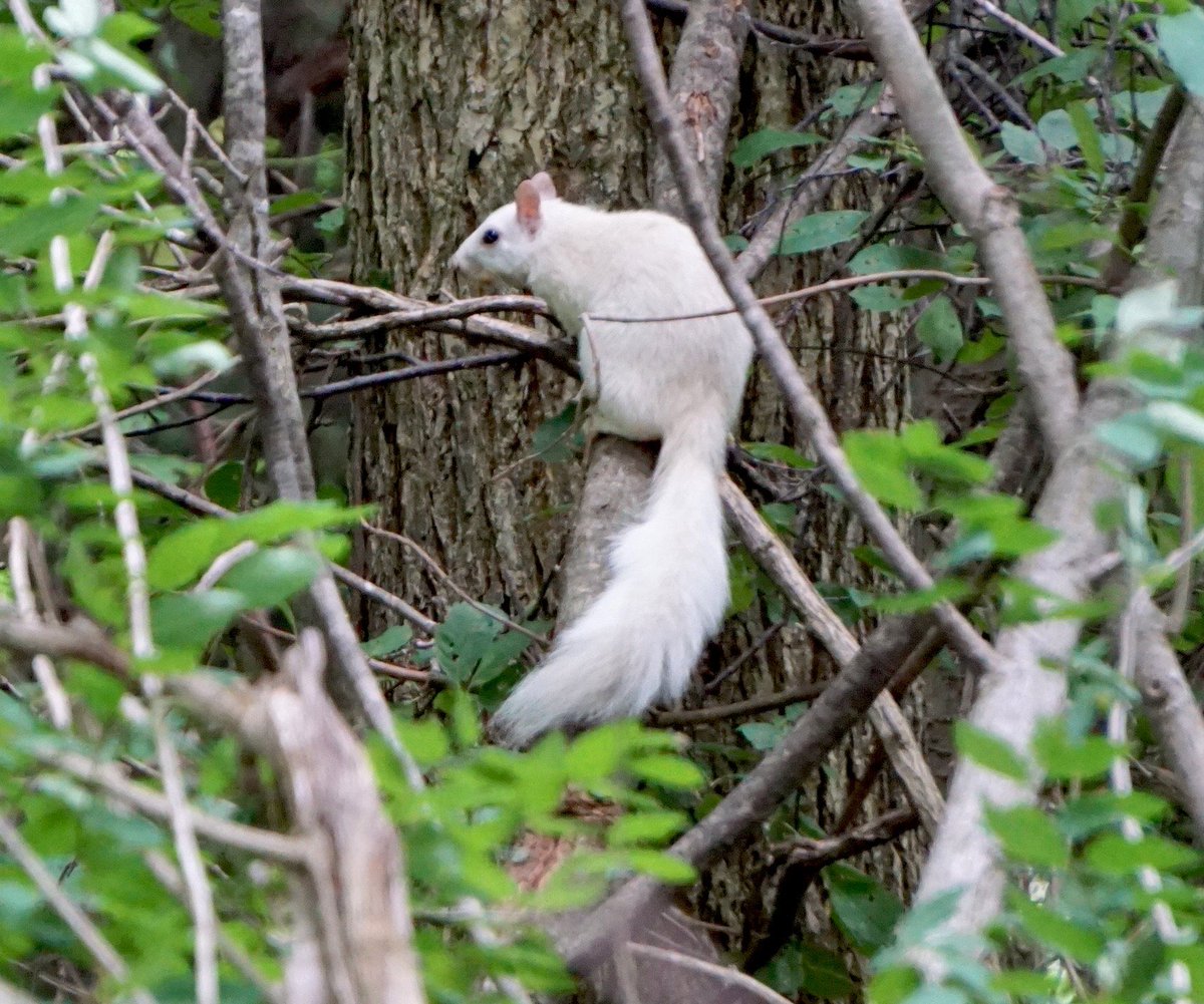 philwrite's tweet photo. Just to divert your attention from other stuff, here is a white squirrel. Near Exeter, Ontario. https://t.co/IZ3EmINaHw