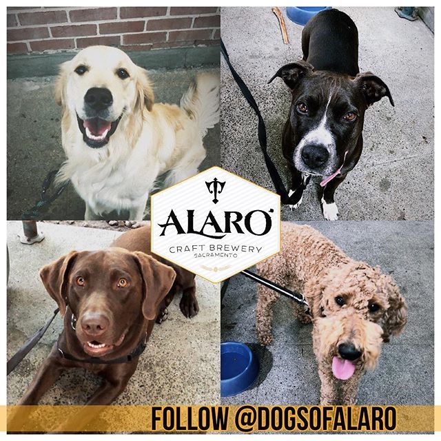 AlaroBrewing's tweet photo. It's starting to cool off #Sacramento. Bring your four legged friend and have a pint on the patio!
Be sure to follow and tag @DogsOfAlaro on Instagram to keep up with the Alaro patio pack.
#Alarocraftbeer #dogsofalaro #patiopack #sac916 #petfriendly #sโฆ https://t.co/VRuQm2glQQ https://t.co/XVi0k10CRF