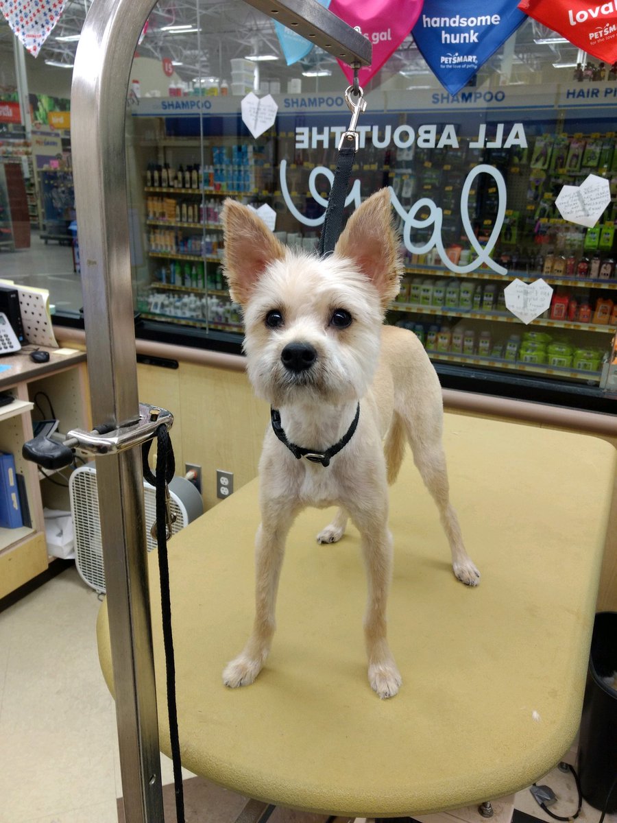 Taz is ready for adventure after his great spaw day with Miss Amy! #Moments #LifeAtPetSmart