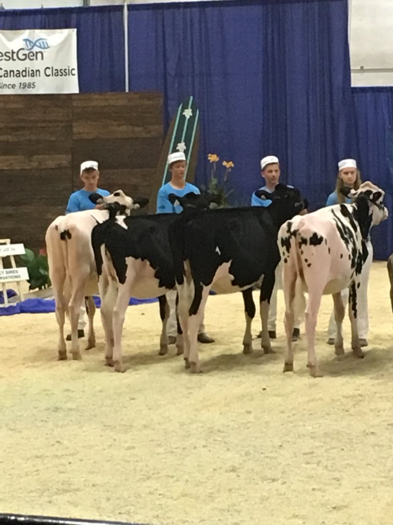 NewMarsDairy's tweet image. Today at western Canadian classic in Abbotsford BC, congrats to all participants and Niek with New Mars Solomon Rihanna 2 nd in senior class #awesomeshow