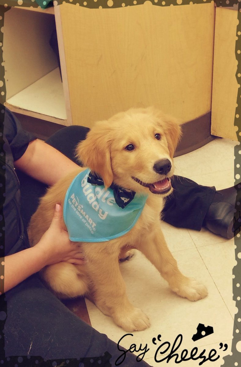 Finn is looking dapper after bath time. #LifeAtPetSmart #Moments