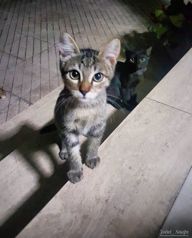 LgJoint's tweet photo. #italianlandscape #new_photoitalia #love #cats #artofvisual #instasunsets #picoftheday #beautiful #picturetokeep_nature #summer #insta_global #taranto #volgopuglia #volgotaranto #amazing #vivotaranto #golfoditaranto #happyness #adayinpuglia #memories #ta… https://t.co/kGCnhs9AoA https://t.co/ZDvhUxZ2uZ