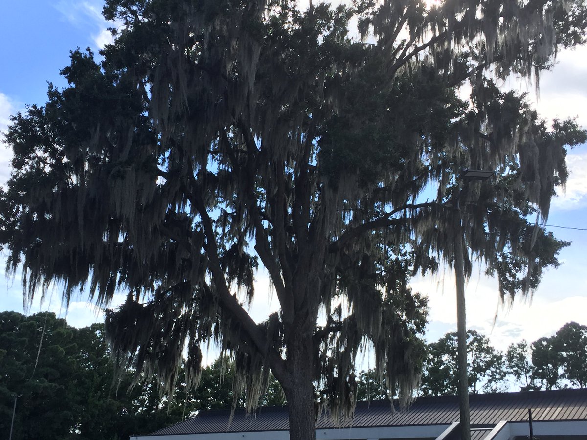 #spanishmoss #oaktree #savannahGA