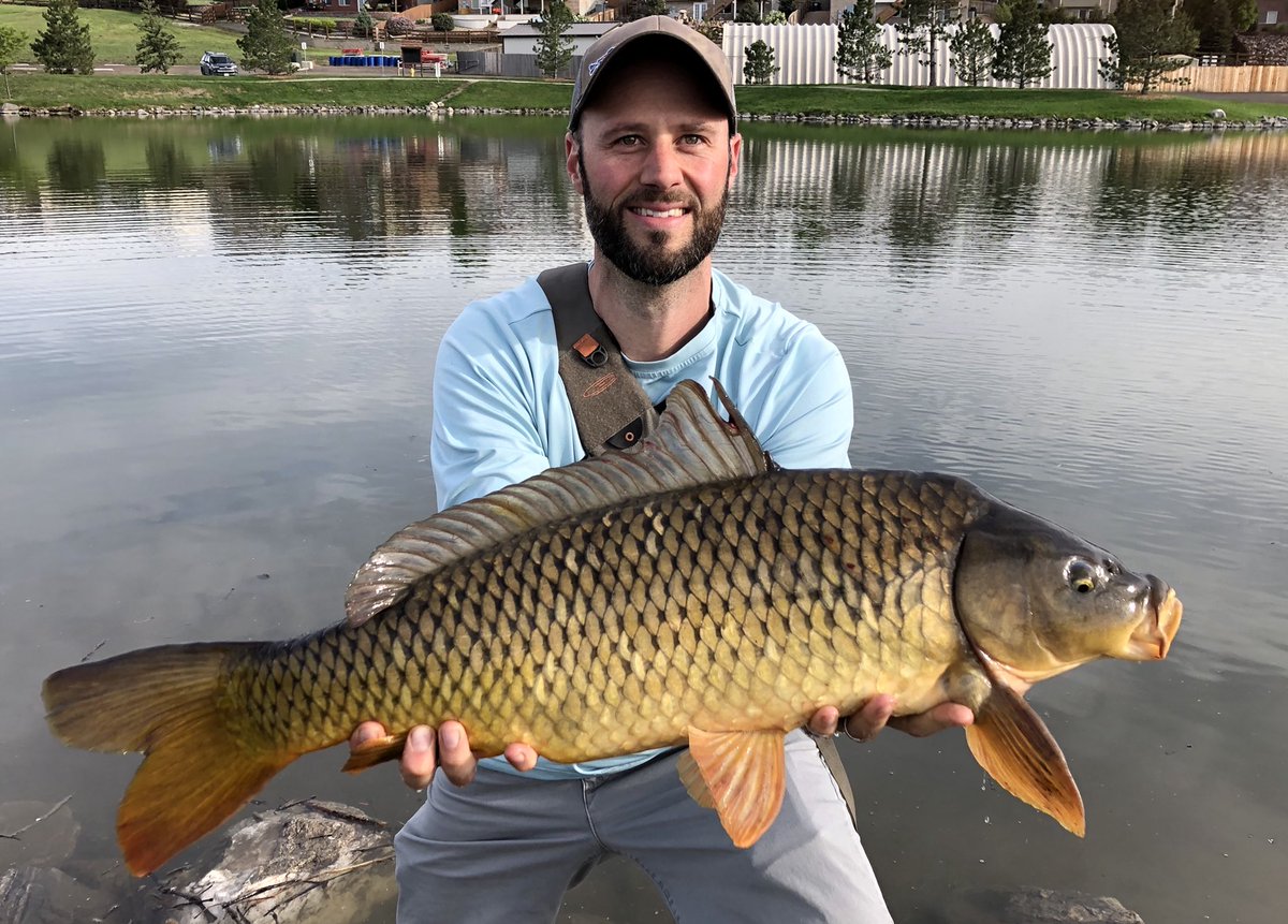 ChasingCarpTail's tweet photo. When things get busy, and you can’t get out and chase #Carp for a spell...it’s nice to remember your best of the season...#CarpOnTheFly #FlyFishing #Carpy #FlyFishingForCarp #CarpAddict #FlyFishingJunkie @NautilusReels @spenceronthefly @ajsutts @Carpstalker https://t.co/v99QLo7L77