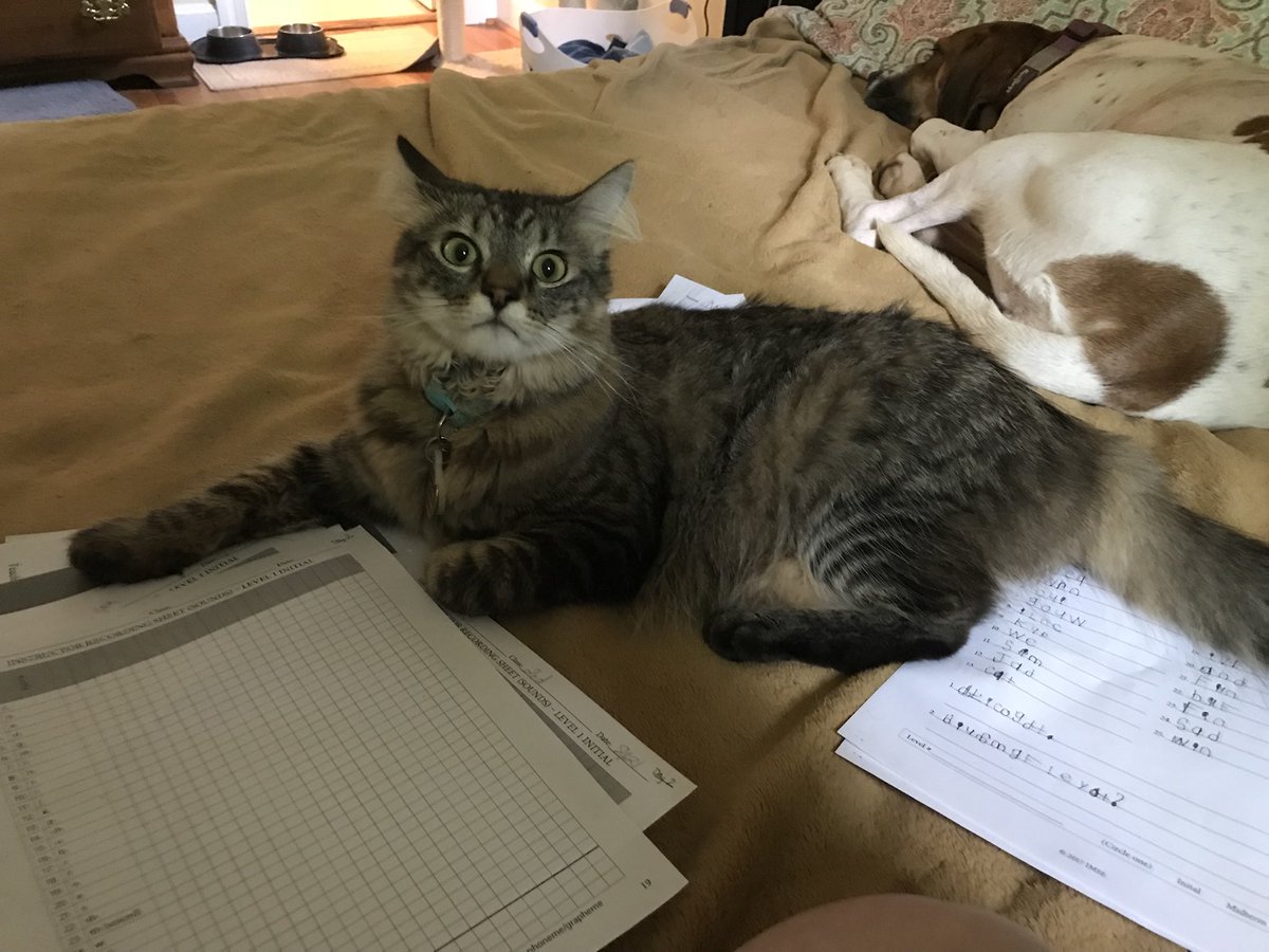 SPEDtacularTch's tweet photo. What a teacher’s pet! Seriously... no pun intended (for once!) Orton Gillingham assessments to keep me moving my readers in the right direction! #TCMSoars https://t.co/wIYUpCYvRY