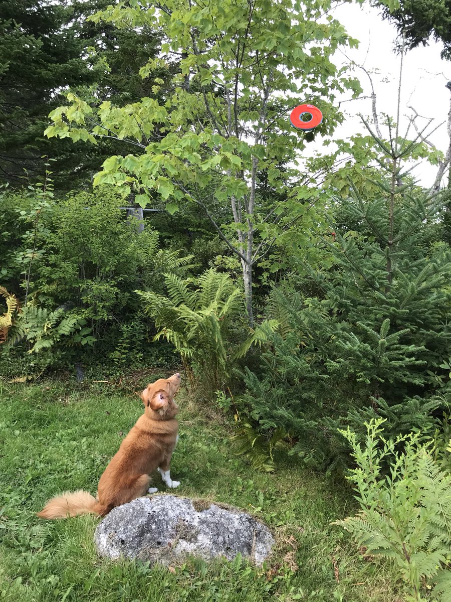 Tali_the_Toller's tweet photo. A Toller’s Torment.
#NSDTR #waterdog #doublederp #ChuckIt https://t.co/KQNHlldDzw