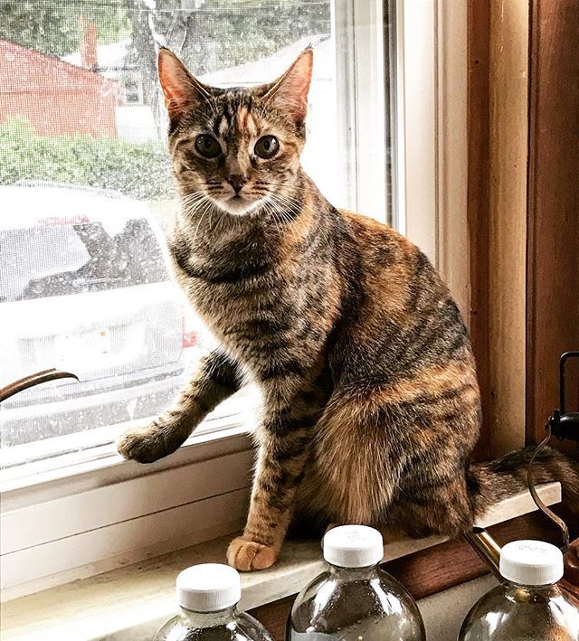 HaydenSBruce's tweet image. Always posing #WindowCat