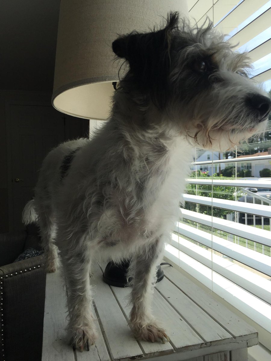 ulydeacon's tweet photo. My sistah loves looking out the window so much she stands on top of the table...she don't care! #dogsoftwitter #RIdogs #RI https://t.co/Ps8mXKWbEt