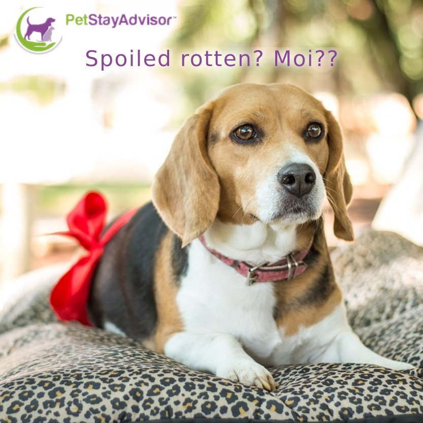 how will you be spoiling the #love of your #furry life this #sunday? #pets #adored #spoiltrotten
