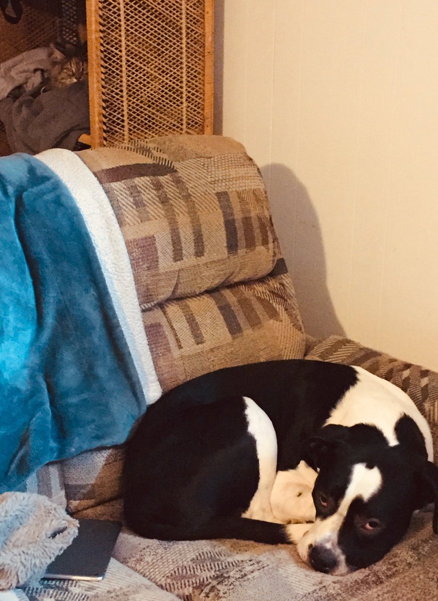 Shmoopkitty's tweet image. Truce...tentatively