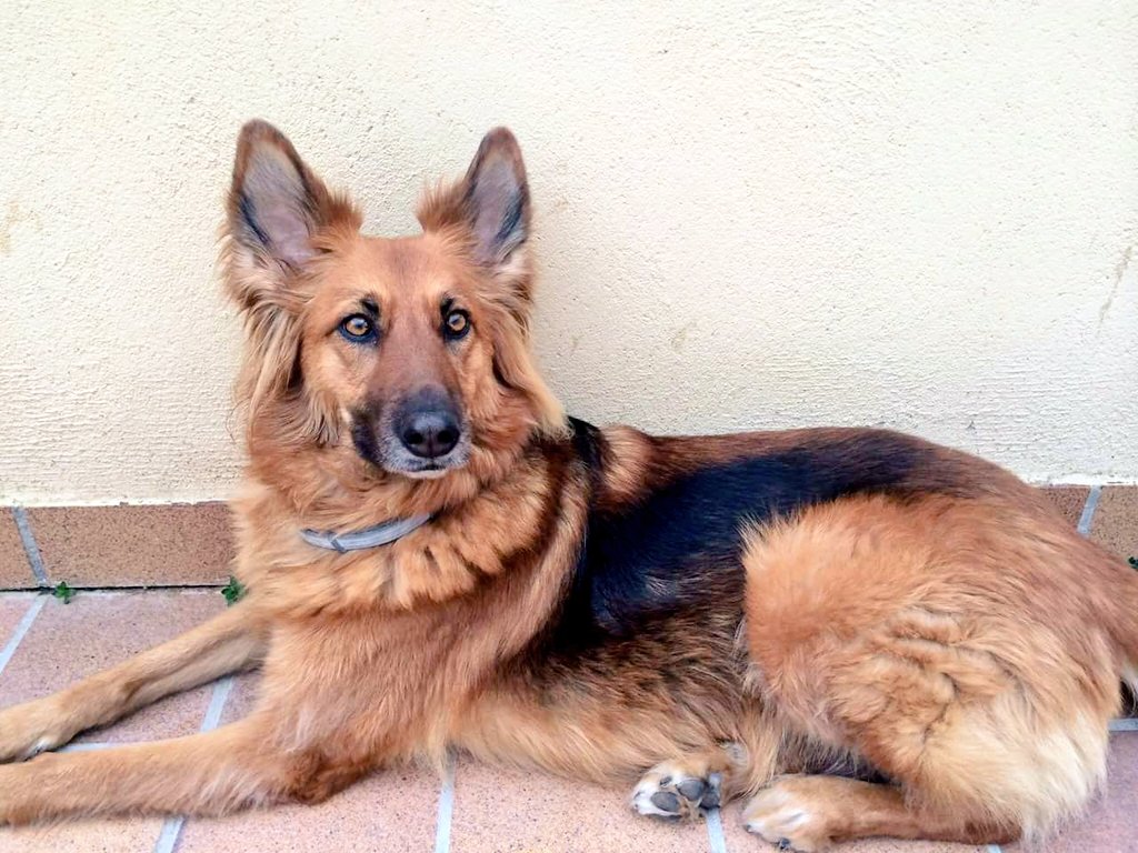 animalsmaresme's tweet image. Gosseta perduda al #Masnou. La DANA es va perdre ahir al vespre amb la tronada. És mestís de #pastorbelga i #pastoralemany, i molt poruga, x això difícil d'agafar. Porta un collar de color lila. La seva família està desesperada buscant-la, si la veus &amp;gt; 650796050 #gràcies #maresme