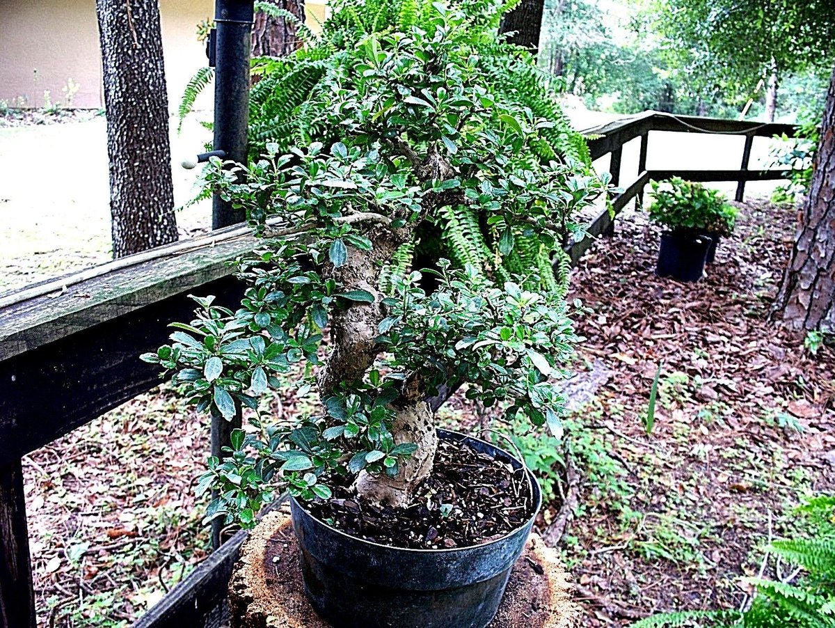 wikibonsai's tweet photo. #Bonsai #Specimen, #Fukien #Tea tree,(carmona #Microphylla) #Import .#Nice and #Fat!!! - https://t.co/kADVgxD68G #Juniper #JuniperusBrevifolia #JuniperusPhoenicea #Treecarmona https://t.co/TmFHvGrMbY
