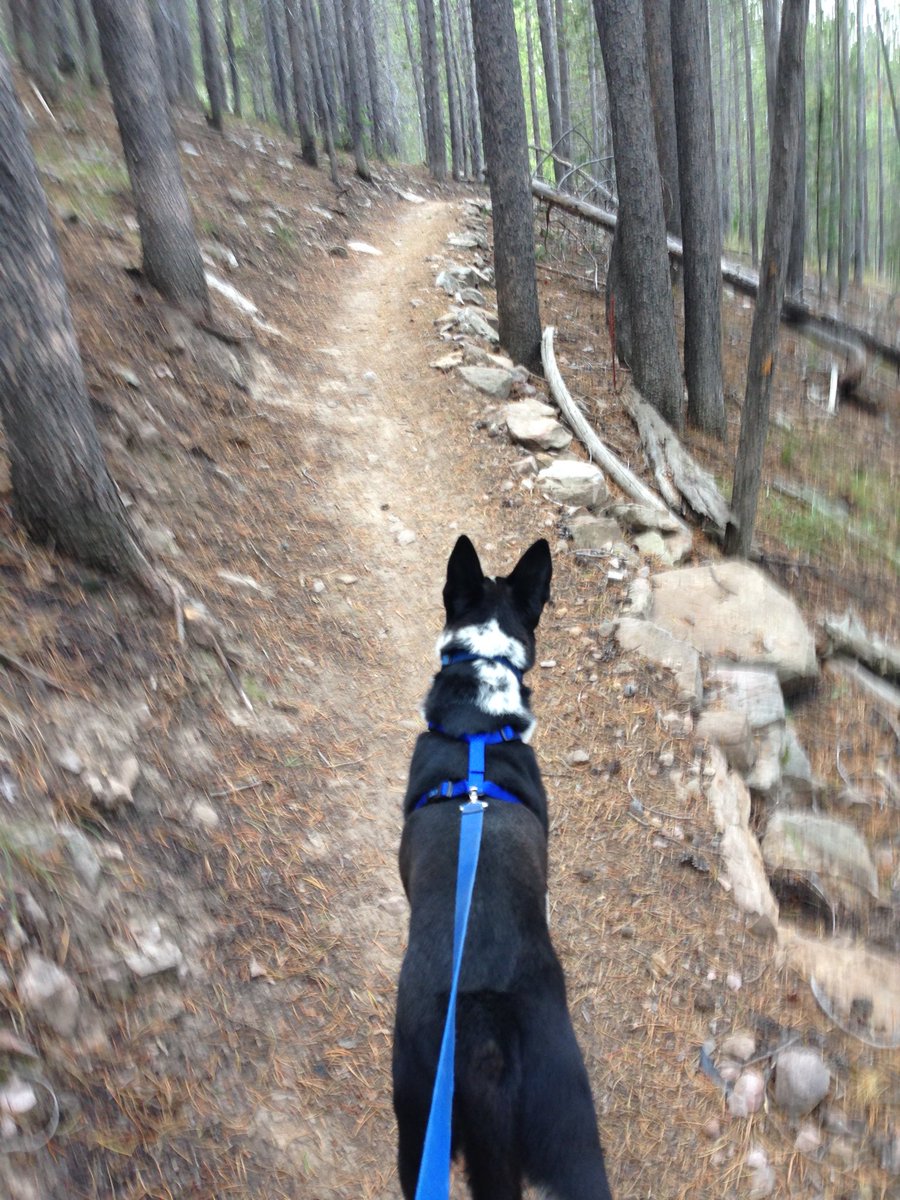 Kelli_MI's tweet photo. Mommy took me hiking today. 🐾🐾 #CasperMountain #Casper #Wyoming #hiking #thatsWY https://t.co/krjnkHSH5R