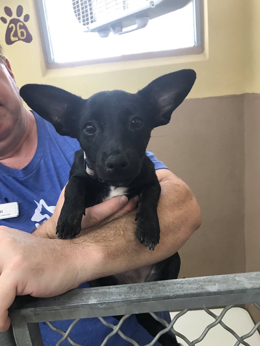 DogsByLisa's tweet image. Big Ears #Rat?