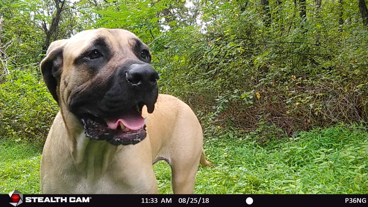 My camera checking partner
#trailcamology <a href="/stealthcam/">Stealth Cam</a>