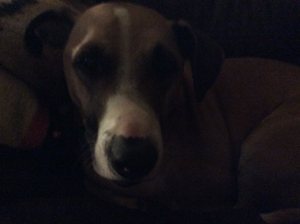 oftruffles's tweet photo. @K9s4COPs @LivePdFans @Twitter @ProjectK9Hero @sassysgoodies @kkschiller @Christina_Roof @tkeleiott @k9sofvalor @bulletgifts @dianew98581 @thebingoman21 Bandit https://t.co/fxfufuR4kE
