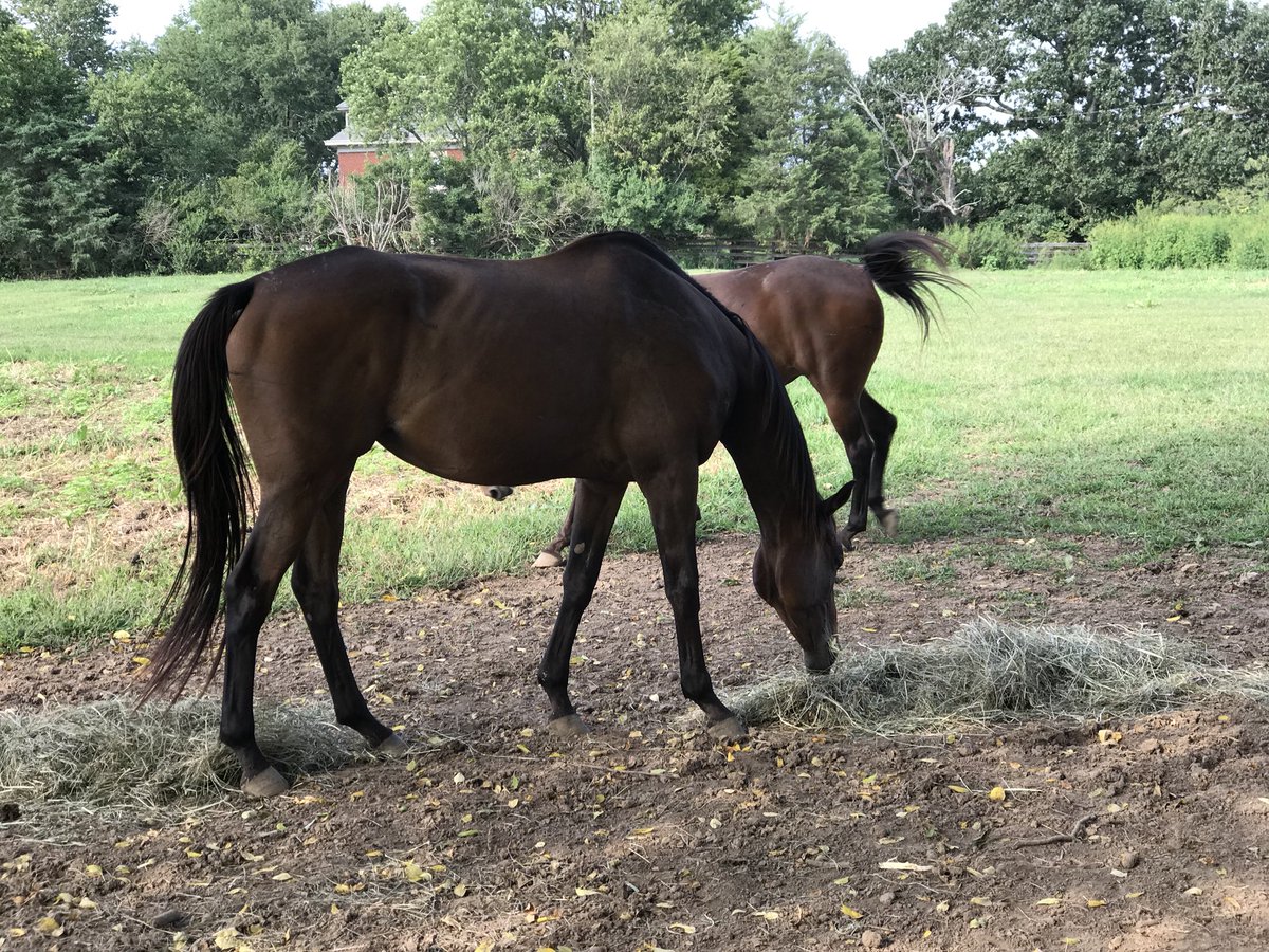 racing_fillies's tweet photo. Hey Freya!! Do you think that Chance will like our hay?
“Nope... I’ll eat his share.”
#mareprobs #littlebrotherswilleatallthefood #rescuedandloved #stillmyhearthorse https://t.co/NHUIwVvCXS