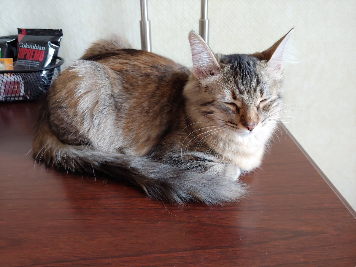 TabbyWinks's tweet photo. Getting our #relax on after a tough day at the #catshow #CuteKitten #Meow #Caturday https://t.co/JxgyTlQ7zU