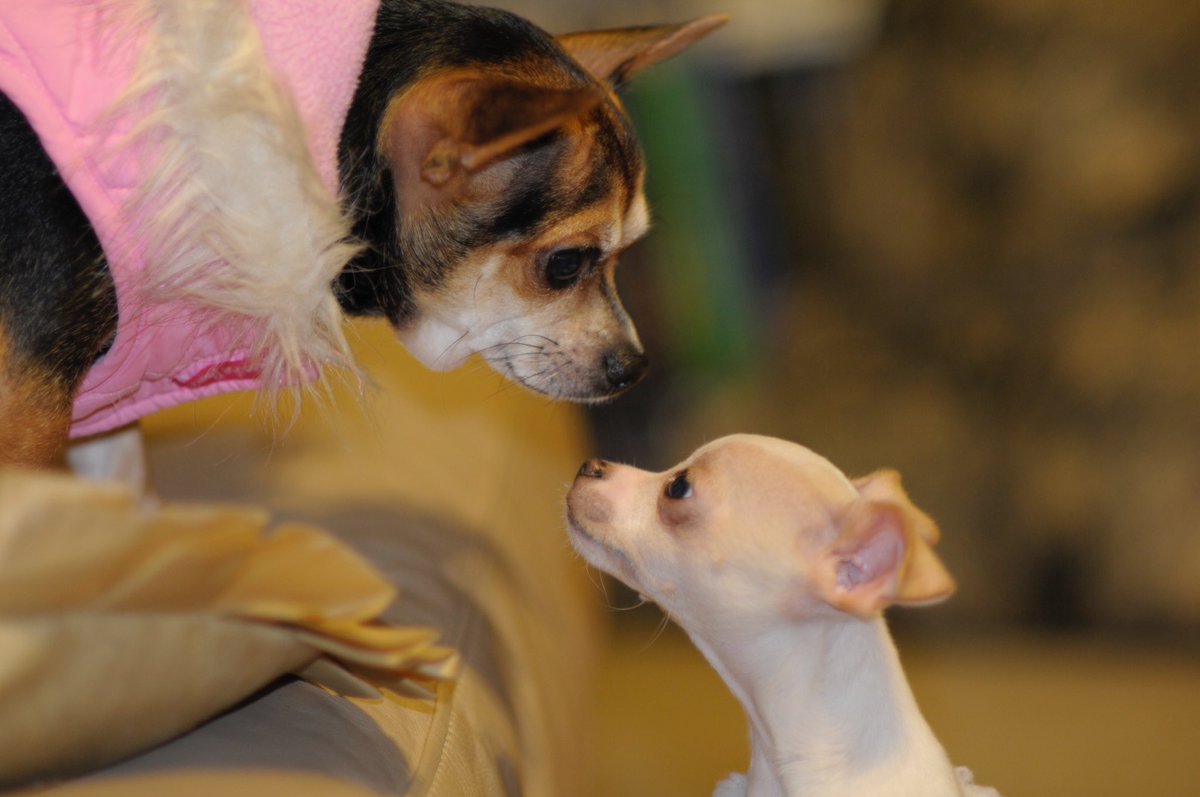 lucyvalentine5's tweet photo. When Paco met Lucy ... https://t.co/t4ShH7oACQ