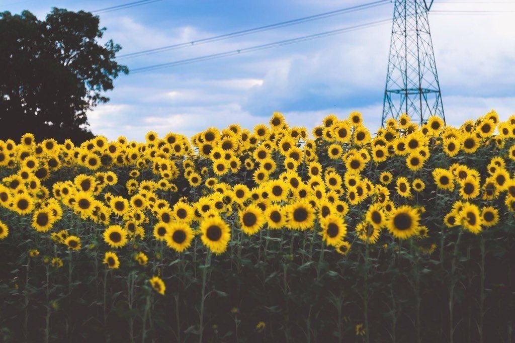 sunflowerlust's tweet photo. Catch me where the sunflowers are.🌻 https://t.co/nnkYabcWoP