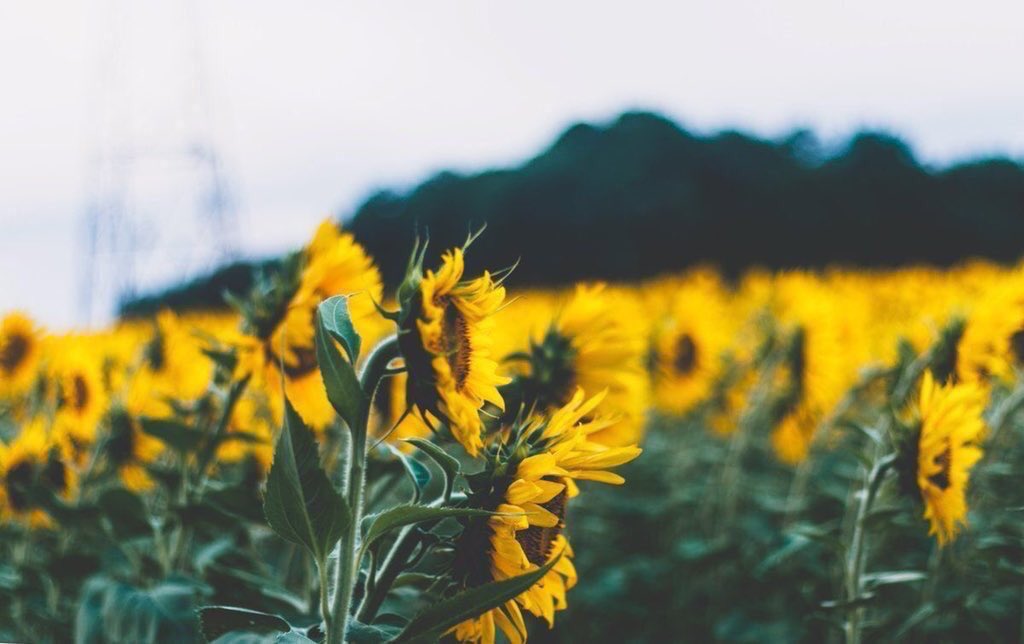 sunflowerlust's tweet photo. Catch me where the sunflowers are.🌻 https://t.co/nnkYabcWoP