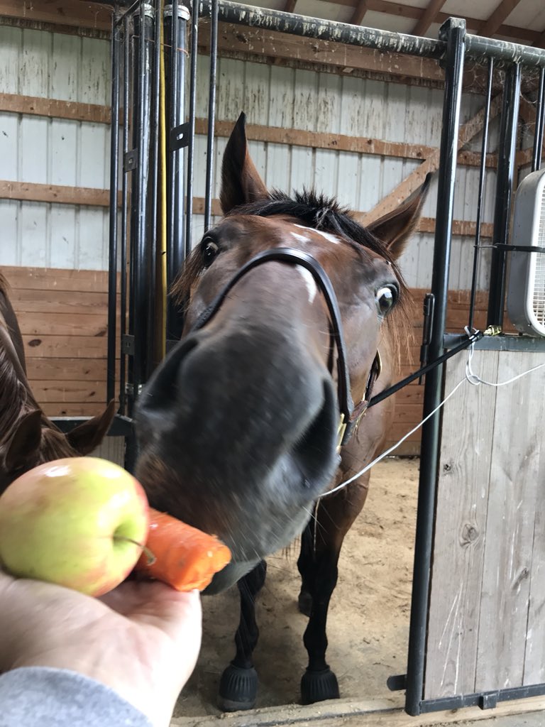 torijada6's tweet image. Happy travers day!!!!! Smartie was wishing he was running again today, but then again is happy to be eating carrots and apples instead 😂 #2015travers #smarttransition #ottb