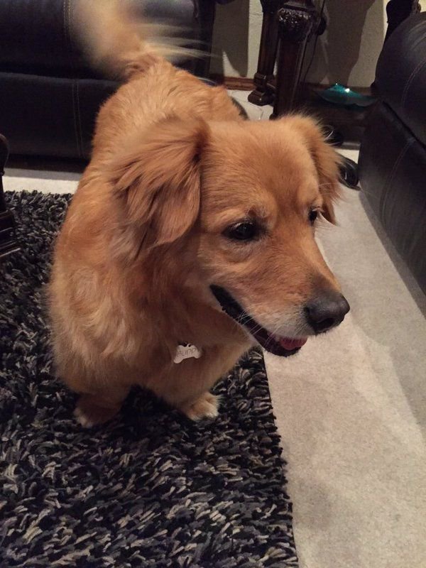 Este cão é metade corgi metade golden retriever.