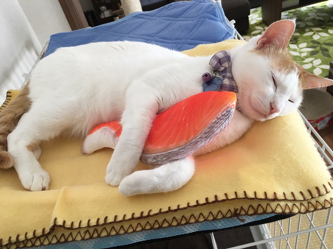 初めて見る 寿司クッション に興奮し匂いつけする猫さんの様子が まるで寿司が食べたくてたまらない 寿司依存症 の人みたい Togetter 初めて見る 寿司クッション に興奮し匂いつけする猫さんの様子が まるで寿司が食べたくてたまらない 寿司依存症 の人みたい Togetter