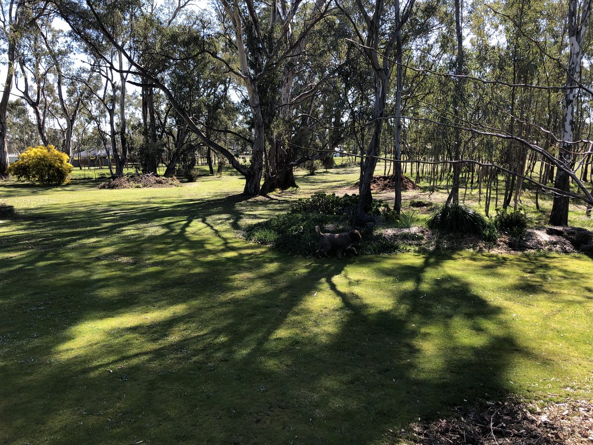 PTFlanagan's tweet image. Gorgeous day in the garden.
#springsoon