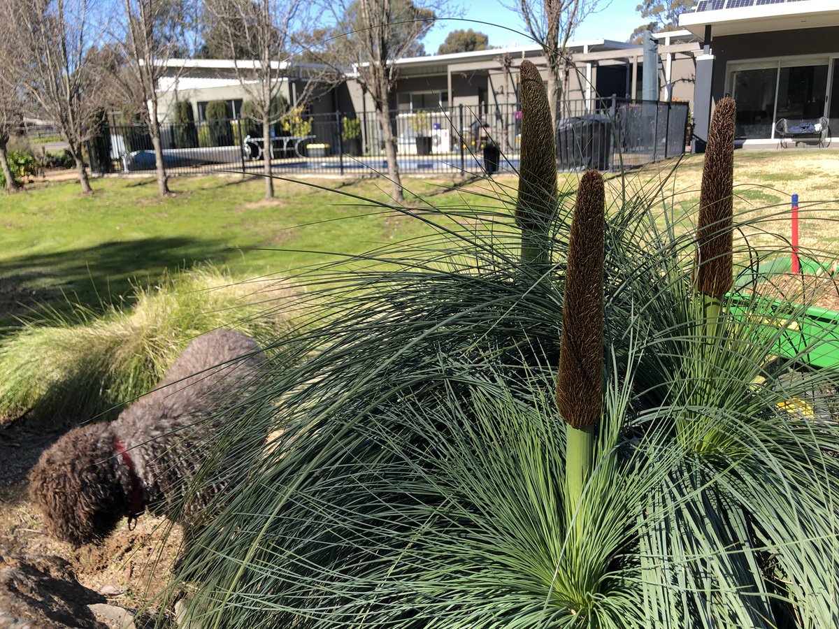 PTFlanagan's tweet image. Gorgeous day in the garden.
#springsoon