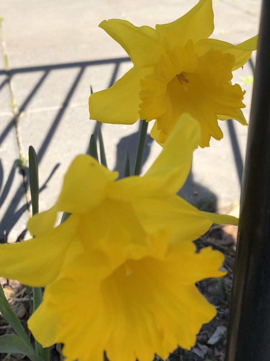 PTFlanagan's tweet image. Gorgeous day in the garden.
#springsoon