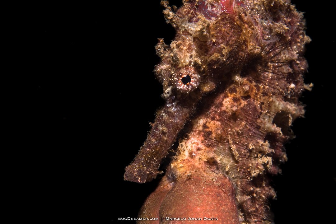 MermaidLOB's tweet photo. Give us comment if you love Seahorse ! :)
Photo by @_bugdreamer_
https://t.co/mnAqgzFRxL
#greatexperience #divingworld #divingforlife #divingindonesia #scubalife #scubadiving #underwater #underwaterphotography https://t.co/v75BvPGHvR