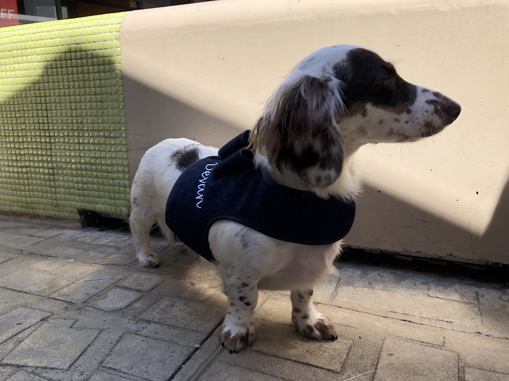 Pet ブランドdevan めちゃめちゃ可愛いパイボールドのダックス ラインちゃん を見掛けたので思わずモデルを依頼 真っ赤なワンタッチ首輪 Amp リードセットをお求め頂きました Devan Devanpet 木更津アウトレット 犬 パイボールド ダックス