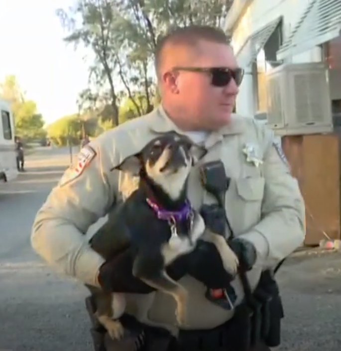 MuttsHairyKnuck's tweet photo. Please hooman , I do not want to back in there , I got out for a reason. #livepd https://t.co/3fNwxSSrKM
