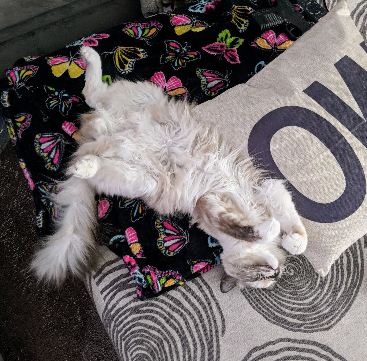 housecatrules tweet picture
