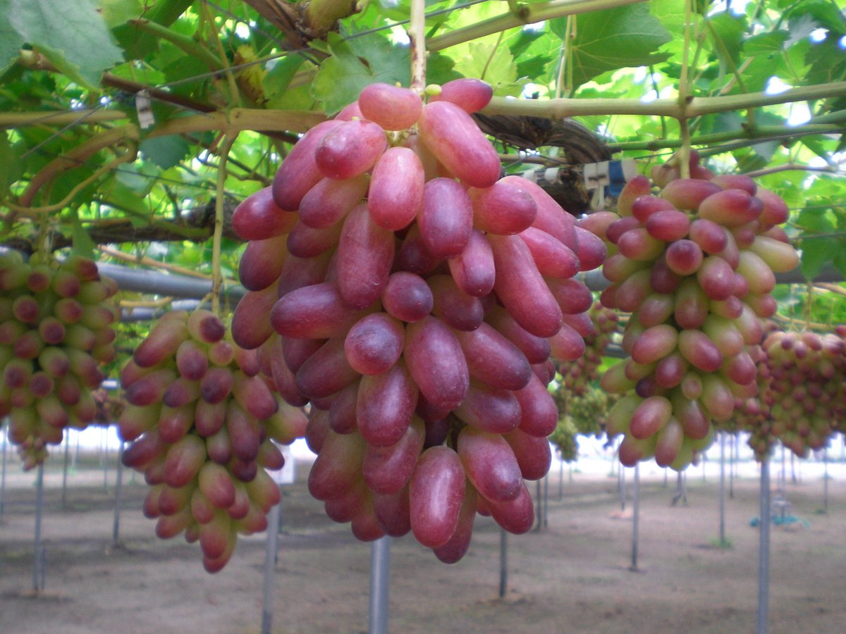 坂上ぶどう園 公式アカウント Pa Twitter 現在 当園では 写真のようにマニキュアフィンガー がいい感じで仕上がってきました 今シーズンは まもなく8月30日 木 よりオープンします 太陽と愛情をいっぱい浴びた ぶどう が皆様のご来園をお待ちしてます