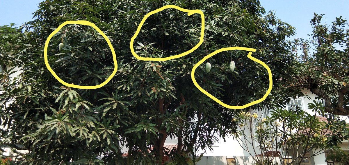 <a href="/rvq20/">matsaid</a> Pohon Mangga ini bertahun-tahun cuma jadi tempat ngadem doang. Ga pernah berbuah..

Stlh aku konsultasi dg <a href="/ekomrapen/">Eko Agrobost</a>
Udah lumayan berbuah.. Yg keliatan dari jalan aja udh banyak.. 
Bunga dan calon buah pun udh mulai banyak..

Terimakasih pupuk cair MAXIGROW dan AGROBOOST..