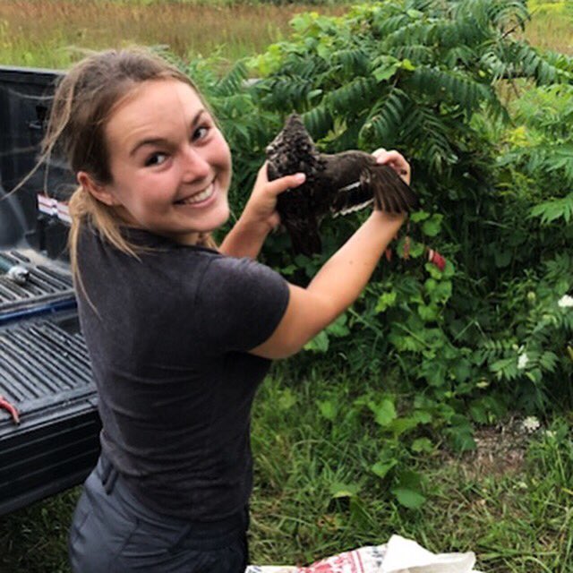 HiebertMegan's tweet photo. Wood duck + blue-winged teal + green-winged teal = smiles #ducksfordays #duckbanding #banding #ducks #birdbanding #woodduck #teal https://t.co/bwIjotmPtJ