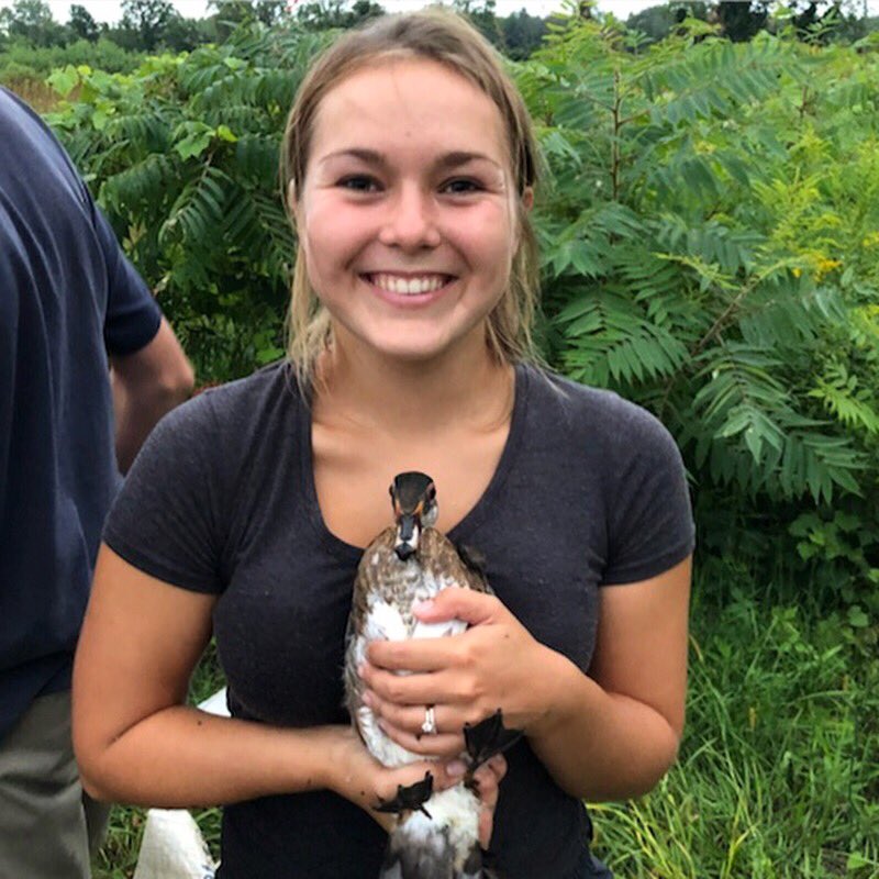 HiebertMegan's tweet photo. Wood duck + blue-winged teal + green-winged teal = smiles #ducksfordays #duckbanding #banding #ducks #birdbanding #woodduck #teal https://t.co/bwIjotmPtJ