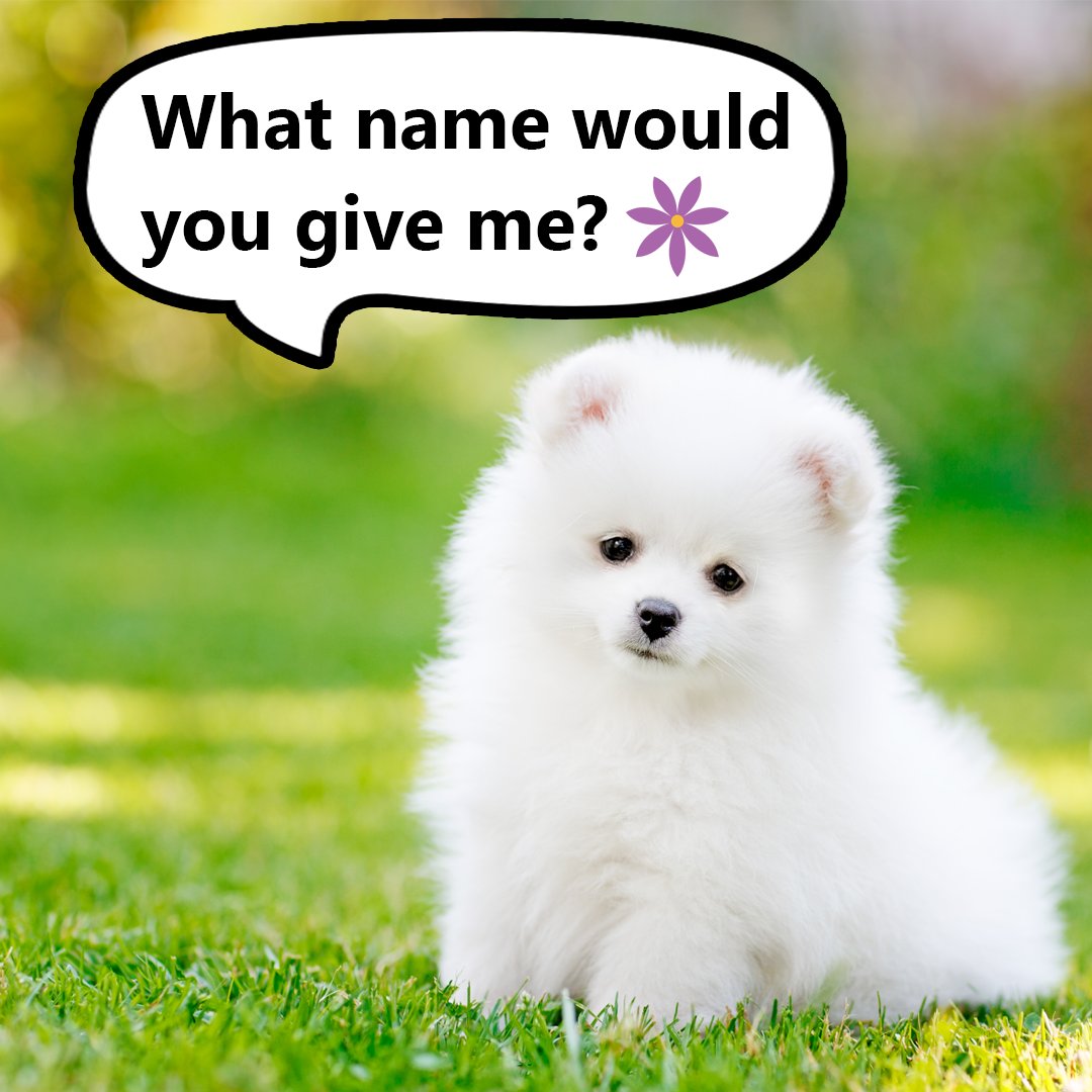 CalmingBlankets's tweet photo. What's the cutest name you could give a puppy? 🐕 https://t.co/ym3E609Q0j