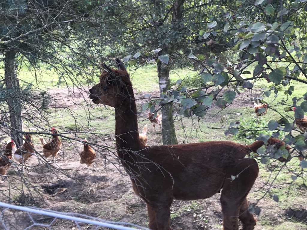 The Lamas that protect the chickens that lay the freshest eggs in the Highlands!!!