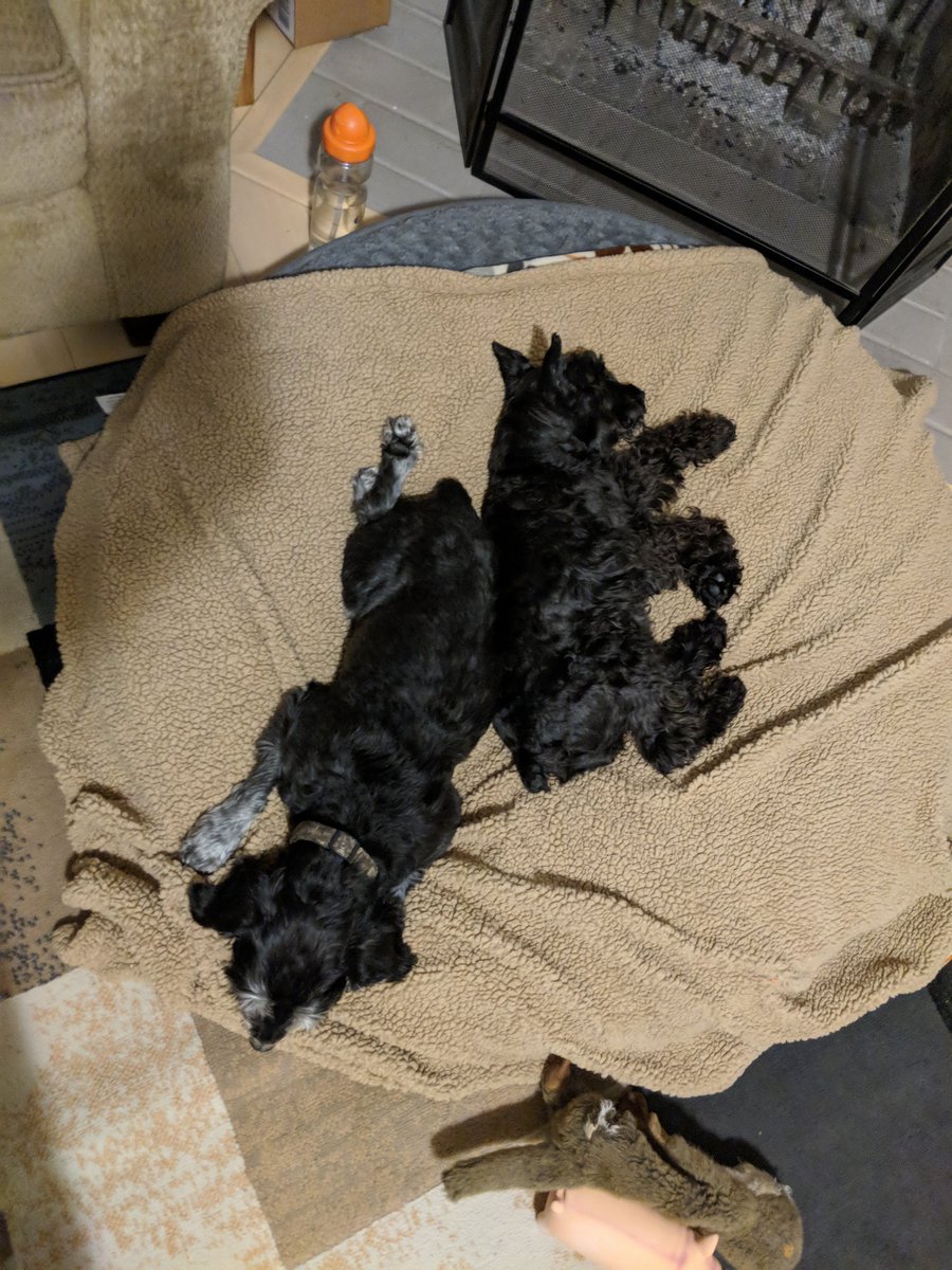 thebearded_lady's tweet photo. Schnauzer pile! Thanks for coming over @CaliSchnauzin #groupnap #schnauzersisters #snores https://t.co/4hQn1xfR2D