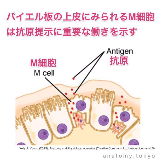 M Cellsのtwitterイラスト検索結果