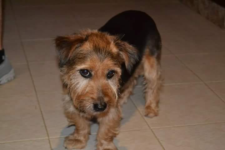 SosAbuelos1's tweet image. #PERDIDOOOO en Ribarroja (Valencia).
 LUCHO SE HA PERDIDO!!
 Zona RIBARROJA.
 Es mayor y está bastante sordo. Si alguien lo ve que lo coja, por favor.
 Lleva chip y collar con chapa y teléfono.
 Lidia 666833524
facebook.com/40446721974757…