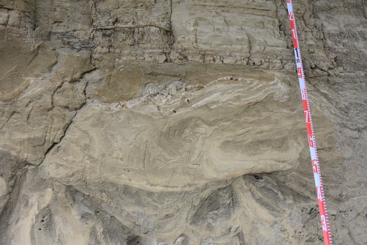 GeoBrentatlarge's tweet photo. Interesting soft sediment deformation in deglacial sediments at Butler Brothers gravel pit in Duncan. Thinking it may be a seismite. Deformation extends across the section in same stratigraphic position. Or possibly ice berg plow? #SFUGlacialGeology #fieldschool https://t.co/Znt2QSbWus