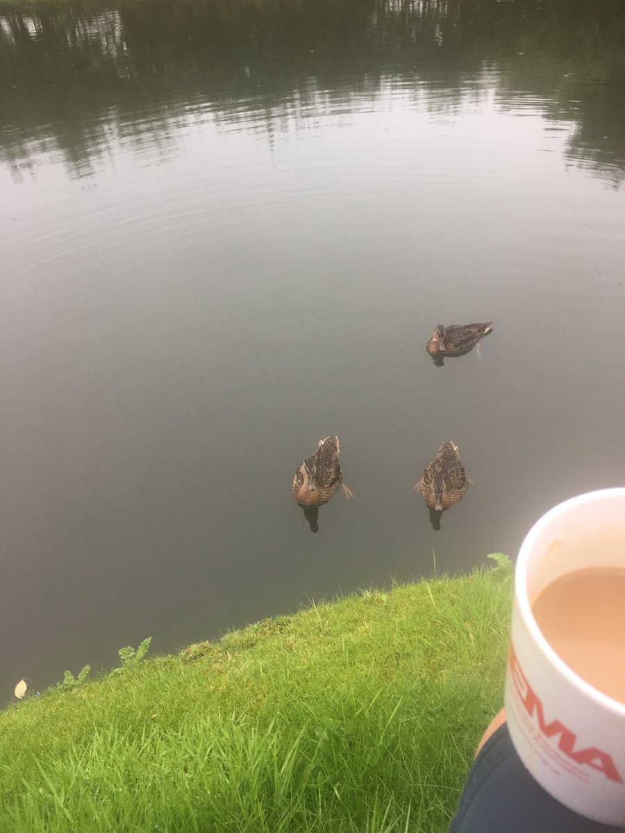 These guys are waiting for breakfast. NO Not till I’ve had mine #Manchester ##bridgewatercanal #altrincham  #lovewhereyoulive