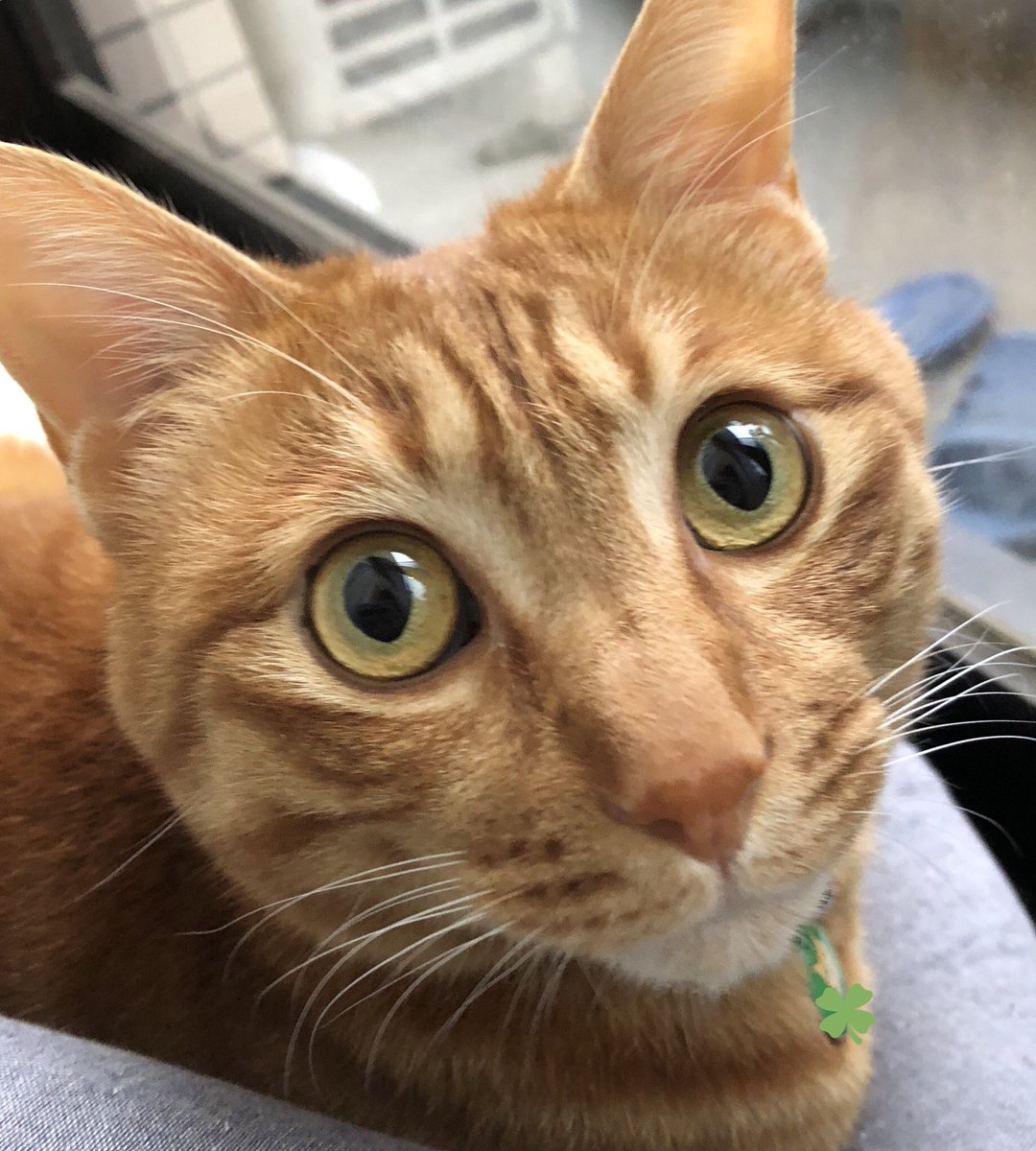 みわぶ♫ tweet media