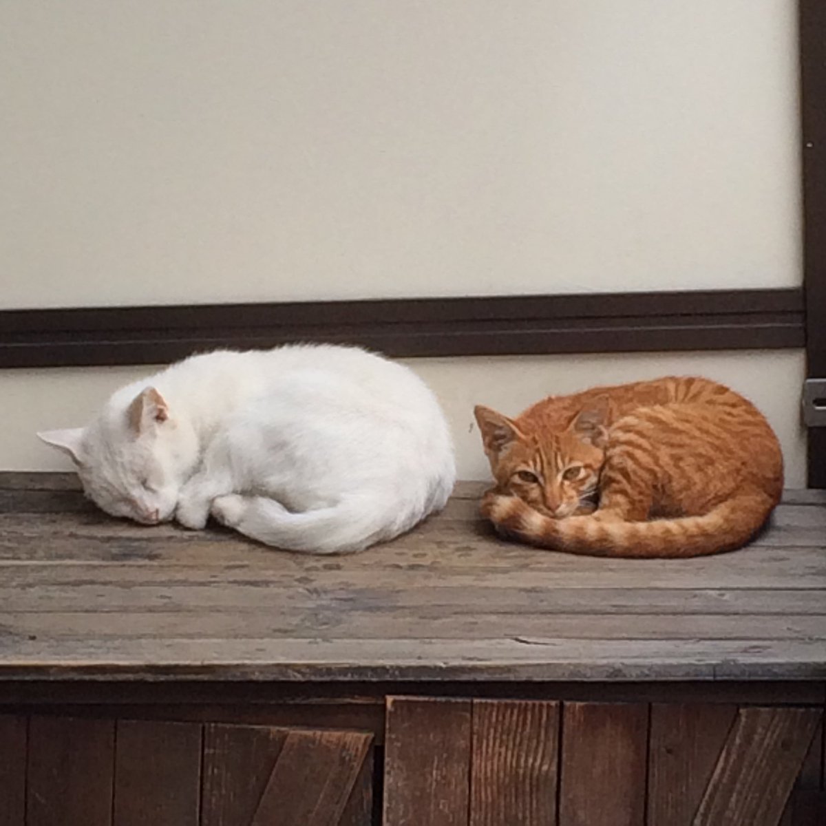 みわぶ♫ tweet media