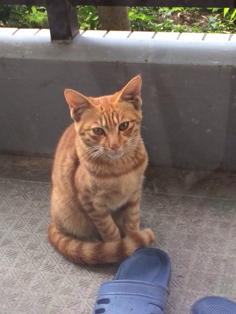 みわぶ♫ tweet media